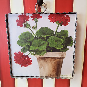 Pot of Geraniums