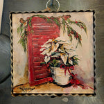 White Poinsettias