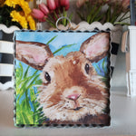 Bunny Close Up